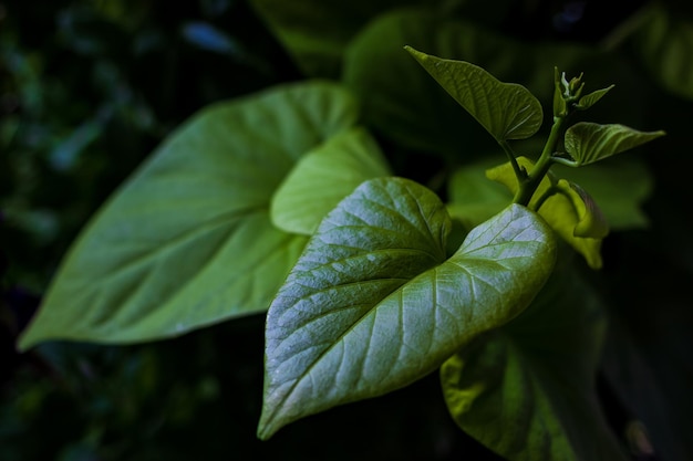 Сочный зеленый лист и окружающая листва