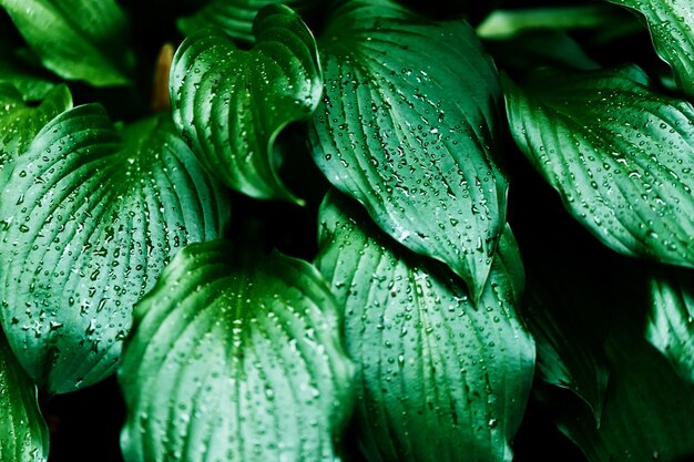 Сочные зеленые листья после дождя или росы Текстура близка