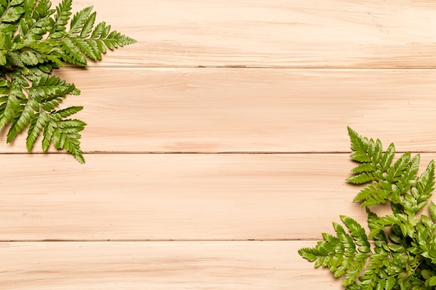 Lush green leaves of fern on wooden surface