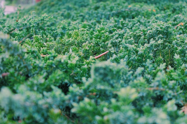 写真 公園の茂った緑の葉