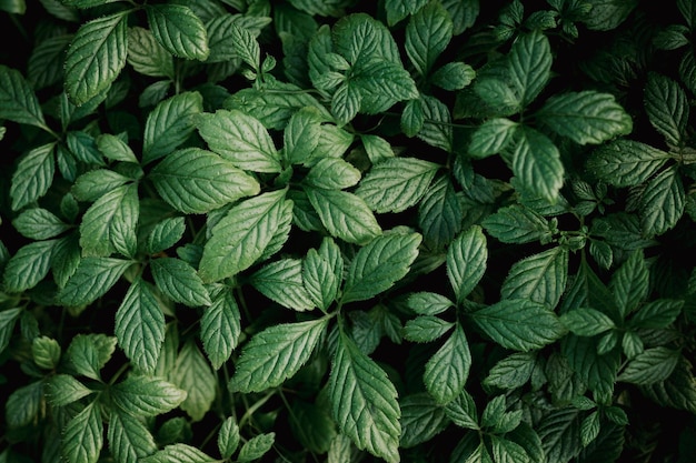 Lush green leaves pattern background natural rainforest backdrop