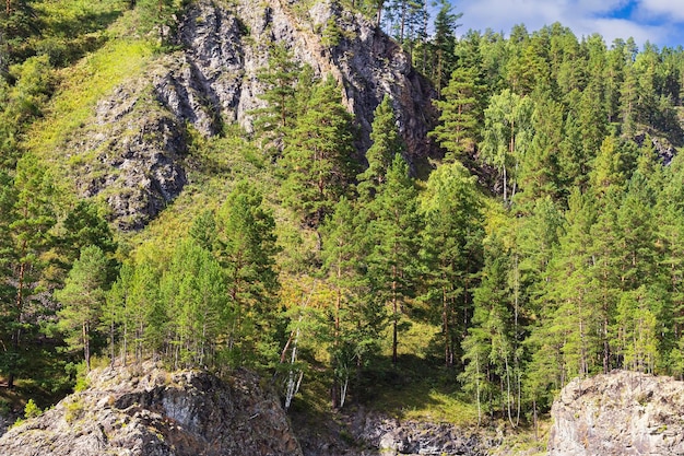 Lush green mixed pine and birch forest fresh on mountain side forest of trees in early autumn