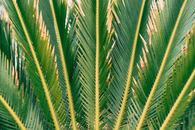 Lush green palm branches closeup