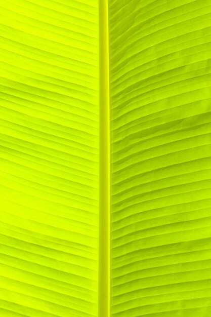 Lush green palm leaf. Background or texture