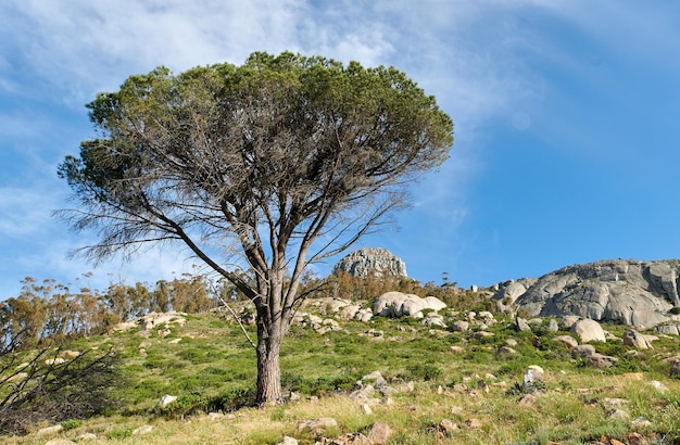 푸른 하늘이 있는 남아프리카 공화국 케이프타운 테이블 마운틴의 바위 주위에 무성한 녹색 소나무와 풀이 자라고 있습니다. 평화로운 고요한 보호 구역 또는 해외의 조용하고 경작되지 않은 자연의 식물 또는 식물
