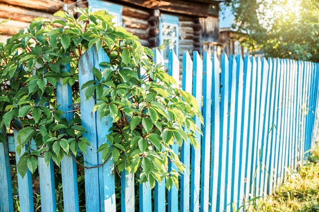 Lush green plant grows twisting around blue wooden fence on sunny evening