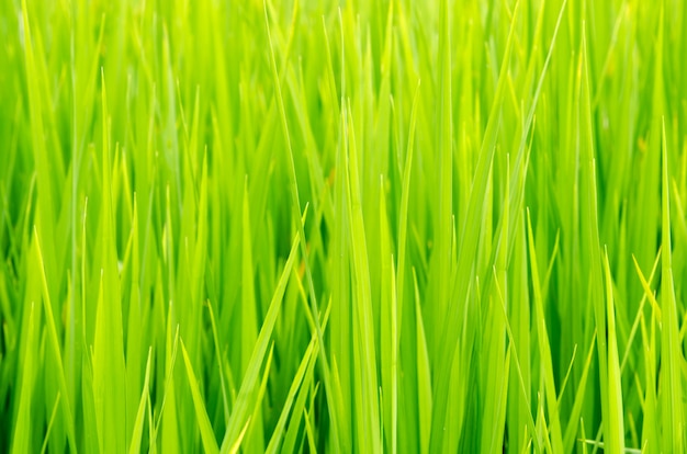 Lush green rice field and sunset, In Asia (organic)