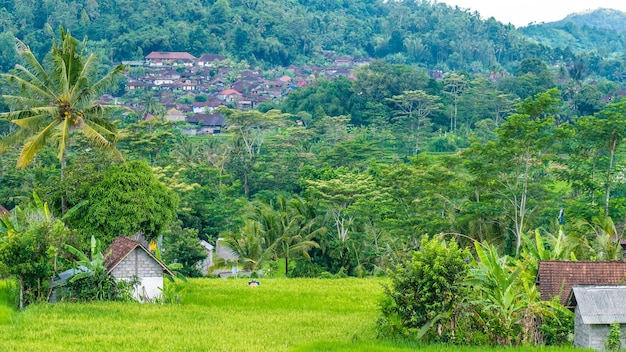 Lush green Rice tarrace in Sidemen Bali Indonesia