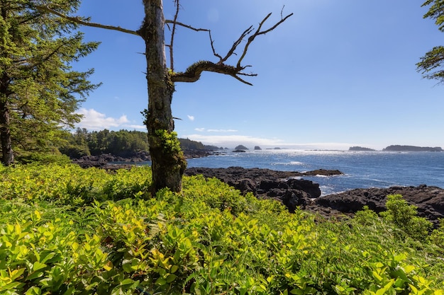 Lush green trees and bushes overlooking the ocean in the morning