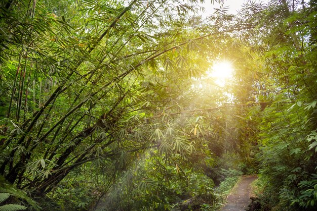 Lush green tropical forest with bamboo plants in Bali Indonesia