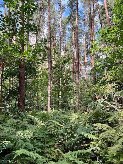 Rigogliosa vegetazione in una foresta naturale di felci