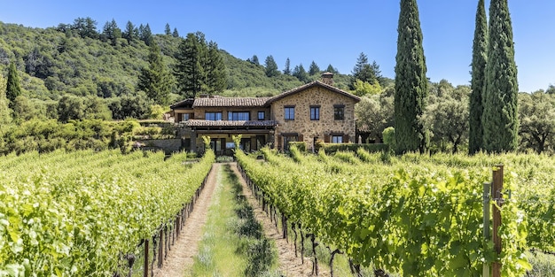 lush green vineyard on a sunny summer day with rows of grapevines stretching into the distance a