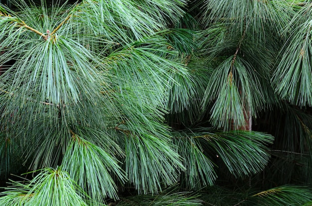 Lush greenery of cedar needles closeup