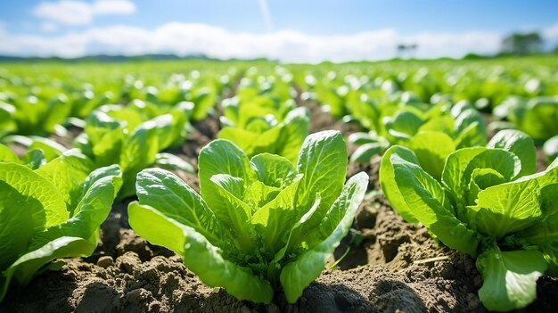 Lush Greenery A Field of Lettuce in Raw Style