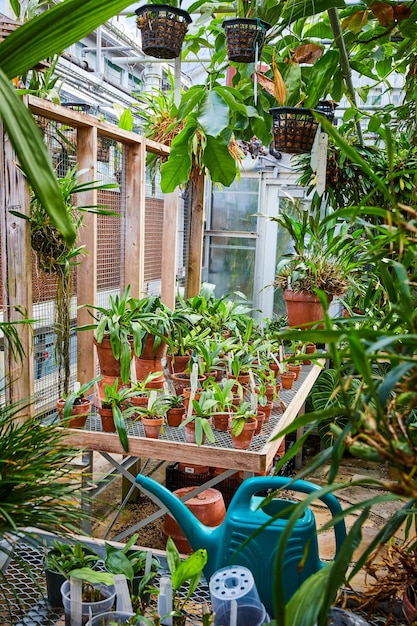 Photo lush greenhouse garden with teal watering can and wooden shelves