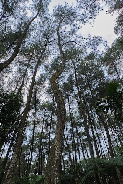 Lush Growth of Pine Trees in the Forest