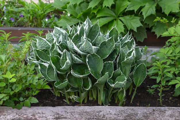 Lush hosta on a flower bed in the park Landscaping perennial plants