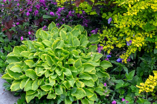 Lush hosta on a flower bed in the park Landscaping perennial plants