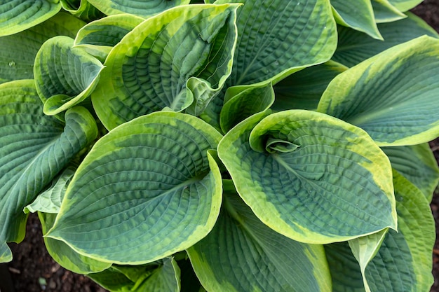 Lush hosta in the garden Perennial flowers gardening landscaping Hosta cultivar Frances Williams