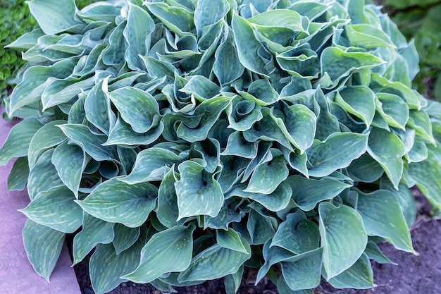 Lush hosta in the garden Perennial flowers gardening landscaping