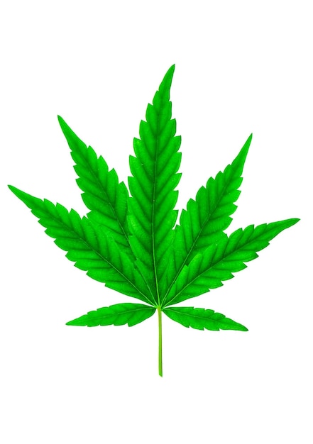 Photo lush marijuana leaf on white background