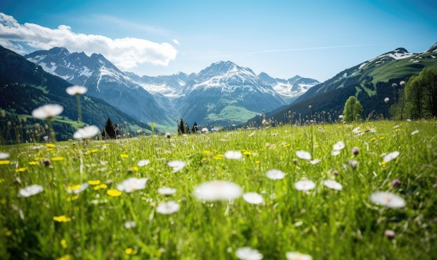 A lush meadow of blooming daisies contrasts beautifully with distant snowy mountain peaks AI Generative