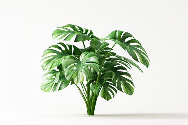 Lush monstera plant with vibrant green leaves on a clean white background ideal for modern interior design themes