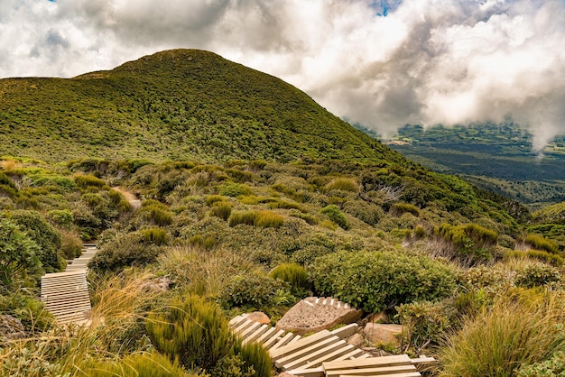 Lush native bush on the slopes of Mount Taranaki near the Pouakai Hut at the top of the track