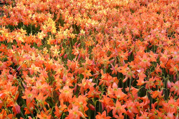 熱帯農園の青々としたオレンジ色のアマリリスの花壇。朝の太陽。自然な背景。