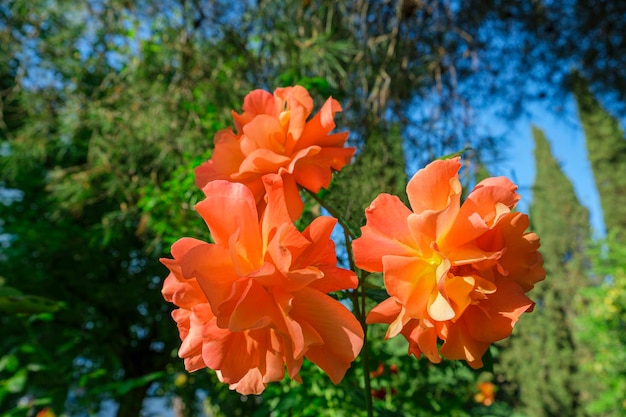 写真 緑豊かなオレンジ色のバラの美しい花の花中国語または茶ローザ ローズヒップ日当たりの良い夏の日に美しい花の花ガーデニング フローリストリー造園コンセプト カバー ポストカード用