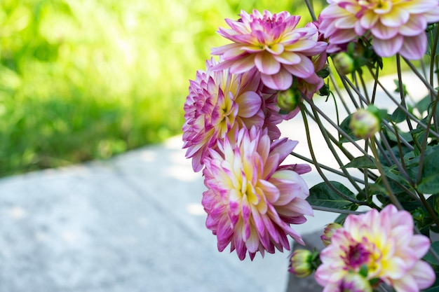 Lush pink dahlia flowers in a flower bed in summer Gardening perennial flowers landscaping With copy space