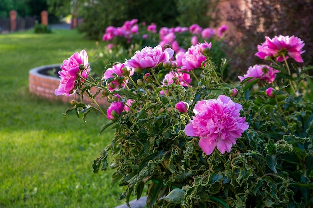 Lush pink peonies blooming in a flower bed Perennial flowers landscape design