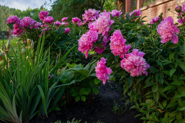 Lush pink peonies blooming in a flower bed Perennial flowers landscape design