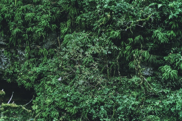 Lush rainforest greenery stone vertical wall with ferns moss and green grass