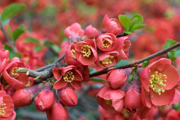 CydoniaまたはChaenomeles JaponicaまたはSuperbaの緑豊かな赤い花