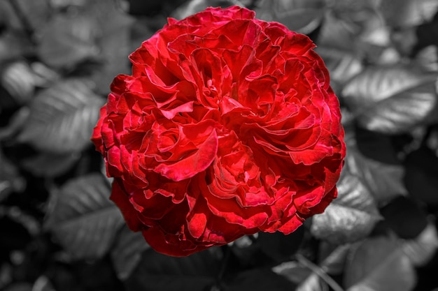 Фото Пышная красная роза на черно-белом атмосферном фоне красивые цветущие цветы концепция страсти для обложек открыток китайская или чайная роза rosa chinensis шиповник