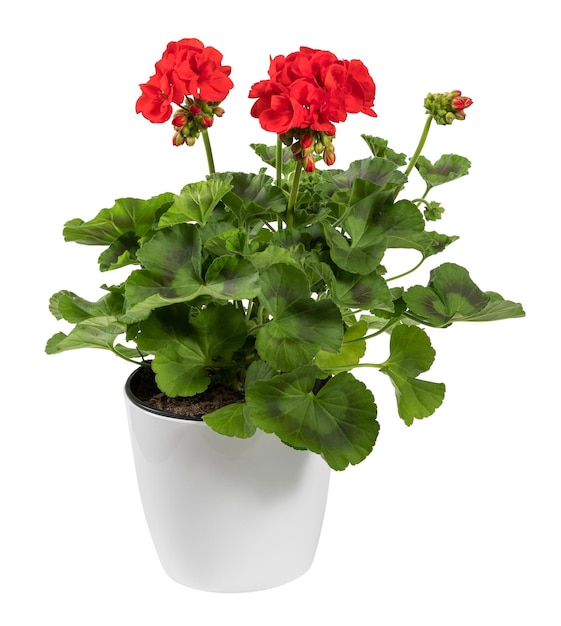 Lush red zonal geranium flower in pot