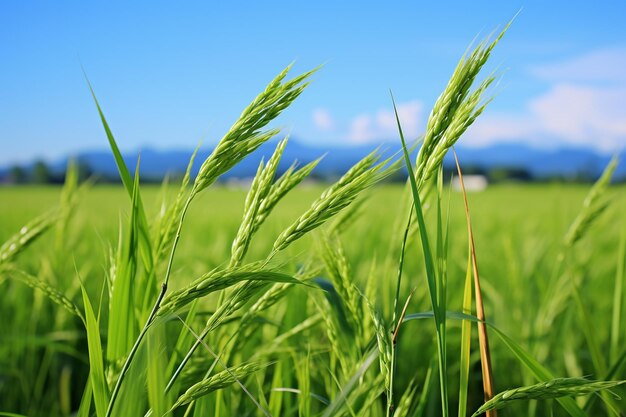 Lush_Rice_Field_Essence_of_Agribusiness