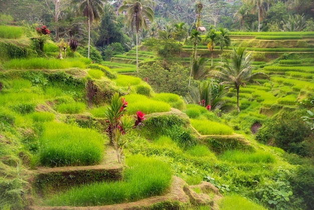 Lush rice fields plantation on Bali island Indonesia