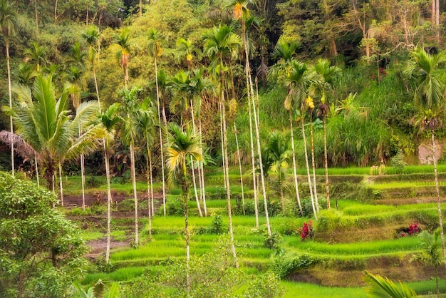 Lush rice fields plantation on Bali island Indonesia