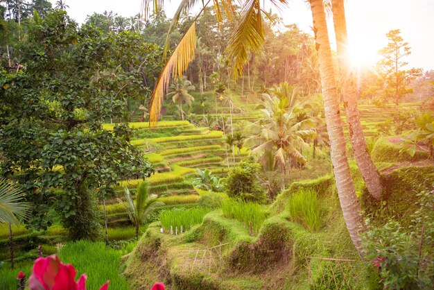 Lush rice fields plantation on Bali island Indonesia