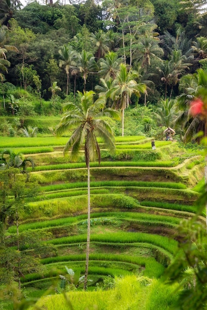 Lush rice fields plantation on Bali island Indonesia