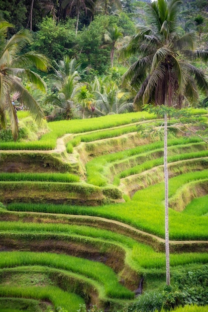 Lush rice fields plantation on Bali island Indonesia