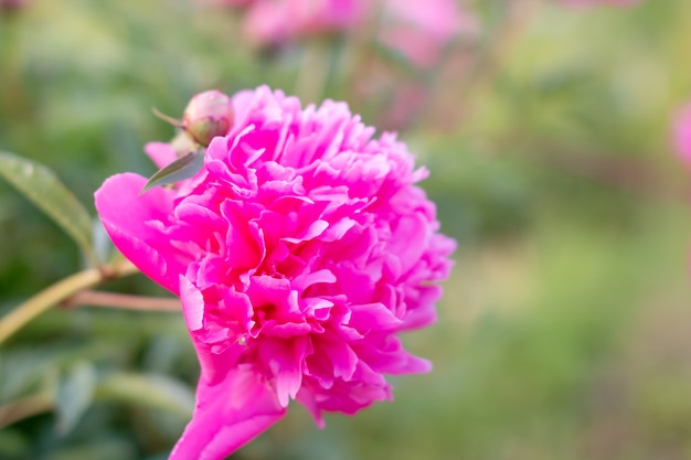 Lush rosy peonies in the blurred wall of the green flowerbed.In the summer of a cloudy day, the peony in the Chinese Peony Garden.Copy space