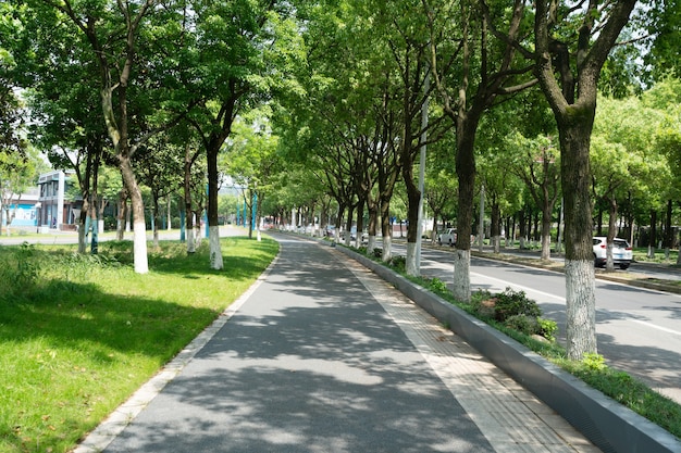 Photo the lush trees and highways outdoors