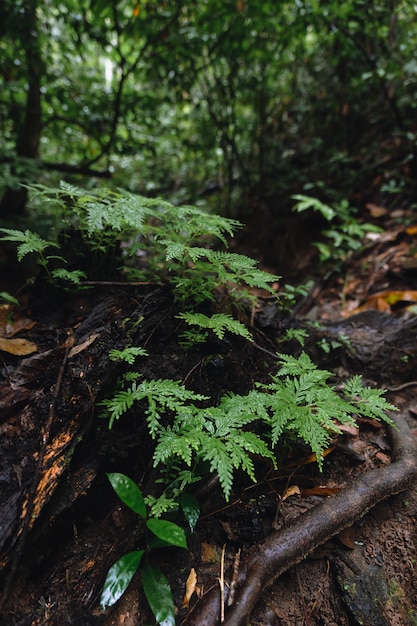 Foto vegetazione rigogliosa della foresta pluviale malese nel santuario della fauna selvatica di hala bala