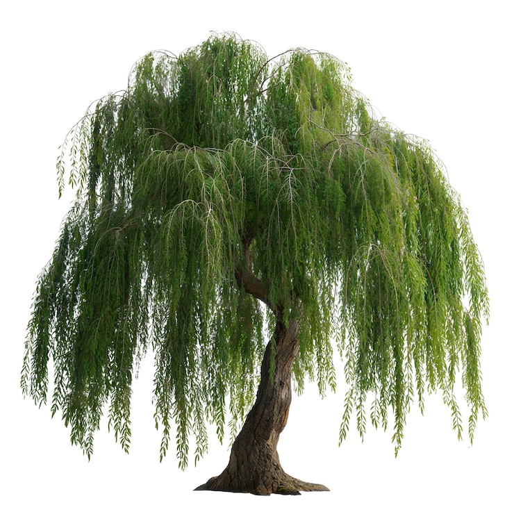Photo lush weeping willow in tranquil landscape