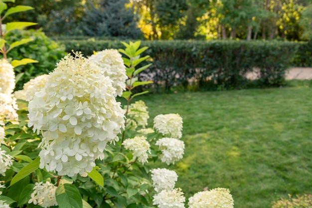 Lush white hydrangea blooming in the park Landscaping flowering bushes