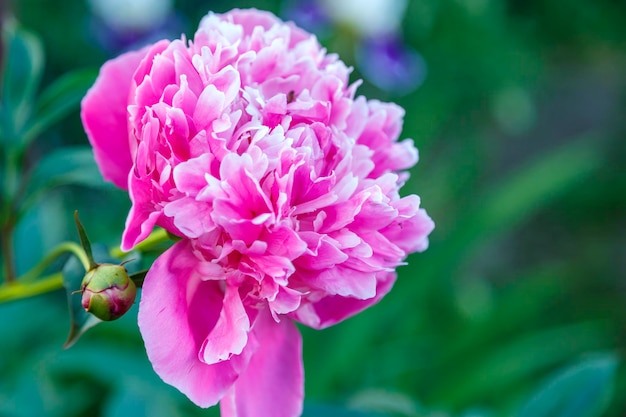 Lush whitepink peony in the garden on a bush