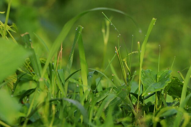 Lush wild grass filled with dew